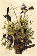 The northern mockingbird. From "The Birds of America", 1827-1838.