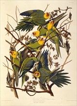 The Carolina parakeet, From "The Birds of America", 1827-1838.