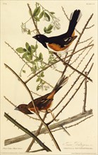 The eastern towhee. From "The Birds of America", 1827-1838.