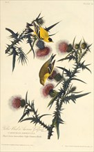 The American goldfinch. From "The Birds of America", 1827-1838.
