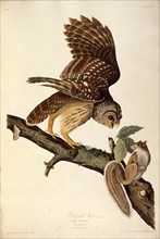 The barred owl. From "The Birds of America", 1827-1838.