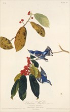The cerulean warbler. From "The Birds of America", 1827-1838.