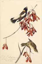 The Ricebird. From "The Birds of America", 1827-1838.