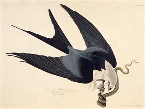 The swallow-tailed kite. From "The Birds of America", 1827-1838.
