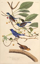 The indigobirds. From "The Birds of America", 1827-1838.