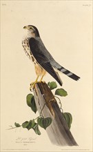 The merlin. From "The Birds of America", 1827-1838.
