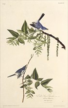 The blue-gray gnatcatcher. From "The Birds of America", 1827-1838.