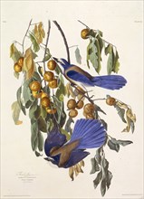 The Florida scrub jay. From "The Birds of America", 1827-1838.
