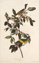 The Nashville warbler. From "The Birds of America", 1827-1838.