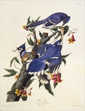 The blue jay. From "The Birds of America", 1827-1838.