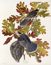 The grey jay. From "The Birds of America", 1827-1838.