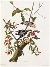 The downy woodpecker. From "The Birds of America", 1827-1838.