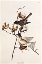 Pewit Flycatcher. From "The Birds of America", 1827-1838.