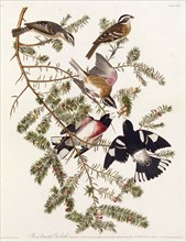The rose-breasted grosbeak. From "The Birds of America", 1827-1838.