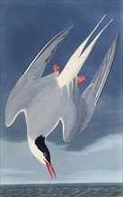 The Arctic tern. From "The Birds of America", 1827-1838.