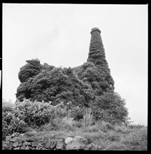 Ivy covered mine engine house and chimney, Cornwall, 1967