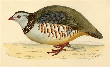 Barbary Partridge', late 19th century.