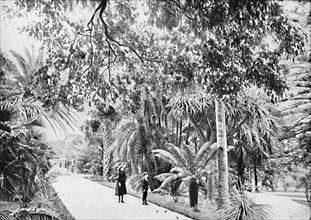 Tropical Palms and Ferns in the Botanical Gardens, c1900.