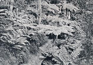 A Forest of Tree Ferns, Leura, Blue Mountains, c1900.