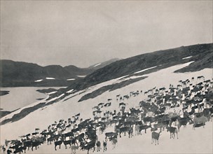Reindeer on the Mountains', 1914.