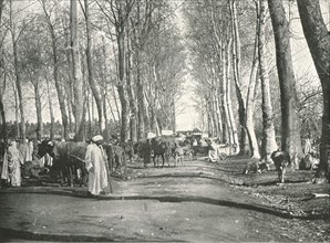 Arab fair and market', Boufarik, Algeria, 1895.