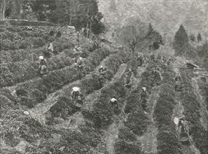 A tea plantation outside the town, Kobe, Japan, 1895.