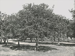 An orange grove near the city, St Augustine, USA, 1895.