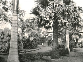 Typical Hawaiian yard', Honolulu, USA, 1895.