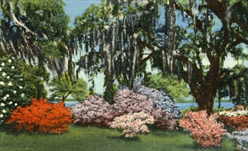 Scene in Belle Isle Gardens, near Georgetown, S.C.', 1942.