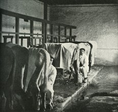 An Up-To-Date Milking-Shed at the Walker-Gordon Farm', 1902.
