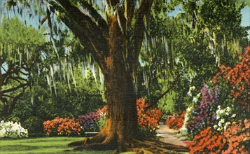 Scene in Magnolia Gardens, near Charleston, S.C.', 1942.