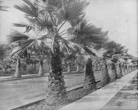 A Palm Avenue in Los Angeles, Cal.', c1897.