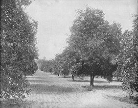 Orange Grove, Seville, Florida', c1897.