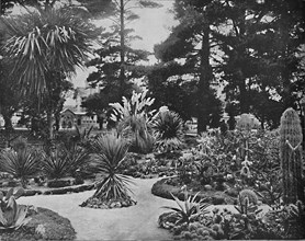 Arizona Garden. Monterey, Cal.', c1897.