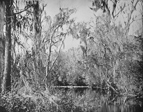 On Governor's Creek, Ocklawaha River, Florida', c1897.