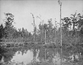 A Louisiana Swamp', c1897.