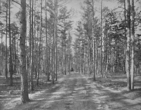 Drive in Piney Wods Park, Lakewood, New Jersey', c1897.
