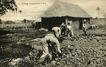Sorting Pineapples, Cuba', late 19th-early 20th century.