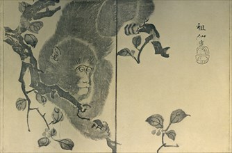 Monkey, 1815, (1924).