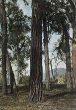 Nouvelle-Guinee. Le Bois De Fer', (Papua New Guinea - Ironwood Trees), 1900.