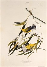 The prothonotary warbler. From "The Birds of America", 1827-1838.