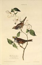 The white-throated sparrow. From "The Birds of America", 1827-1838.
