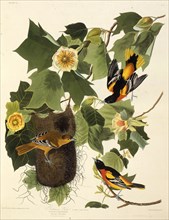 The Baltimore oriole. From "The Birds of America", 1827-1838.