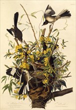 The northern mockingbird. From "The Birds of America", 1827-1838.