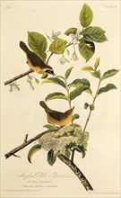 The Maryland Yellowthroat. From "The Birds of America", 1827-1838.