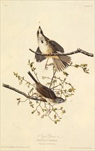 The song sparrow. From "The Birds of America", 1827-1838.