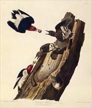 The red-headed woodpecker. From "The Birds of America", 1827-1838.