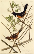 The eastern towhee. From "The Birds of America", 1827-1838.