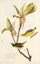 The Kentucky warbler. From "The Birds of America", 1827-1838.