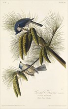 The black-crested titmouse. From "The Birds of America", 1827-1838.